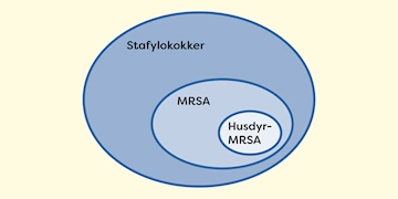 Infektionshygiejniske retningslinjer for MRSA